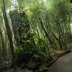 Jul. 2018 - Jungle Trails
