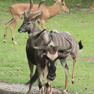 Jul. 2018 - Africa - Wildebeest, Lesser Kudu & Impala