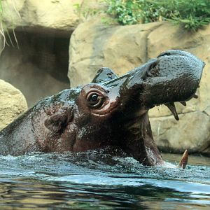 Jul. 2018 - Africa - Hippo Cove - Bibi