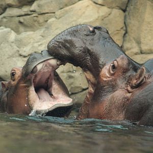 Jul. 2018 - Africa - Fiona vs. Bibi