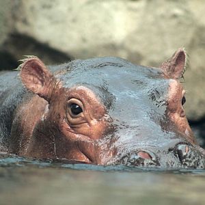 Jul. 2018 - Africa - Fiona