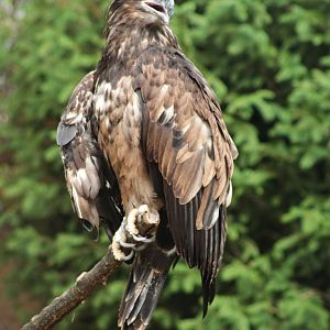 Jul. 2018 - New! Bald Eagle Exhibit - Griffon