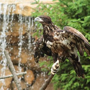 Jul. 2018 - New! Bald Eagle Exhibit - Griffon