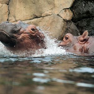 Jul. 2018 - Africa - Fiona doing her best to breach