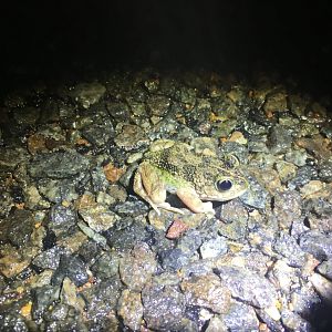 Humming Frog (Neobatrachus pelobatoides)
