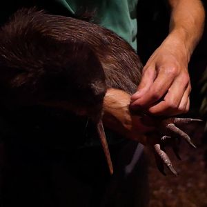 Northern Brown Kiwi