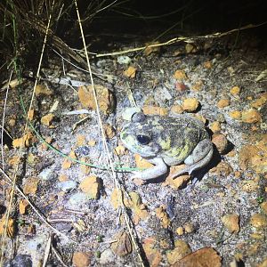 Moaning Frog (Heleioporus eyrei)