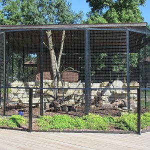 Striped Skunk Exhibit