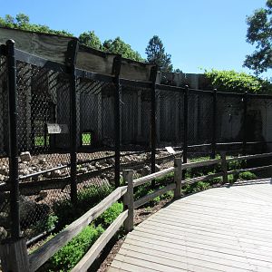 American Black Bear Exhibit