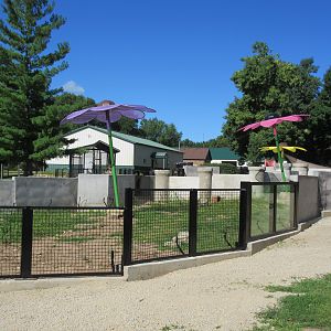 Burrowing Animals: Black-tailed Prairie Dog Exhibit (New in 2018)