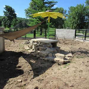 Burrowing Animals: American Badger Exhibit (New in 2018)