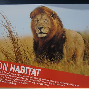 Future Plans - $5 Million Lion Exhibit + Restaurant Expansion