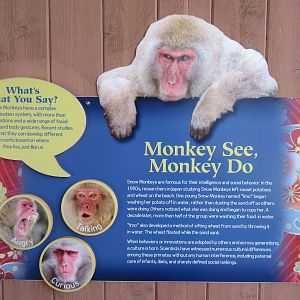 Japanese Macaque Exhibit (New in 2013)