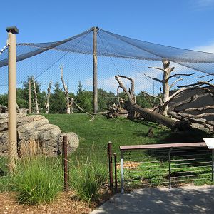 Japanese Macaque Exhibit (New in 2013)