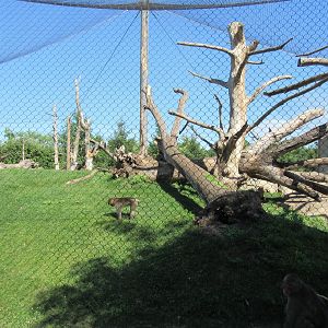 Japanese Macaque Exhibit (New in 2013)