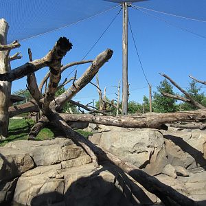 Japanese Macaque Exhibit (New in 2013)