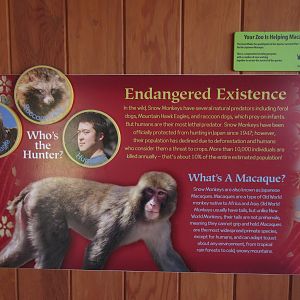 Japanese Macaque Exhibit (New in 2013)