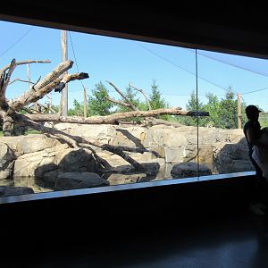 Japanese Macaque Exhibit (New in 2013)
