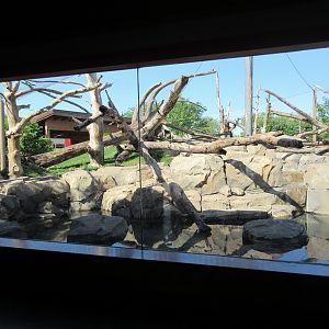 Japanese Macaque Exhibit (New in 2013)