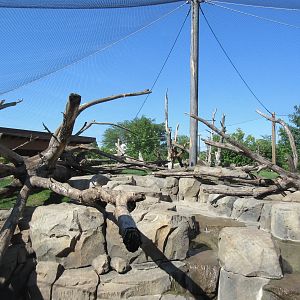 Japanese Macaque Exhibit (New in 2013)