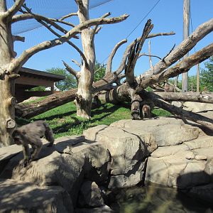 Japanese Macaque Exhibit (New in 2013)