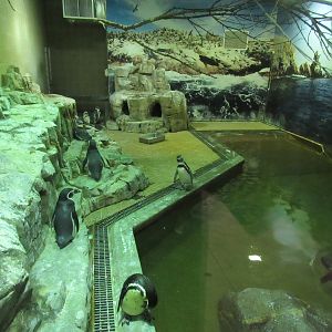 Humboldt Penguin/Inca Tern Exhibit - abysmal! (built in 1998)
