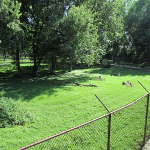 African Wild Dog Exhibit (formerly for Cheetahs)