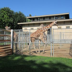 Giraffe Barn + Small Side Yard