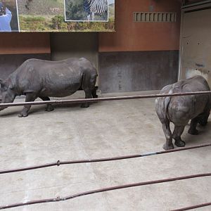 Rare Rhinos of Africa: Black Rhinos