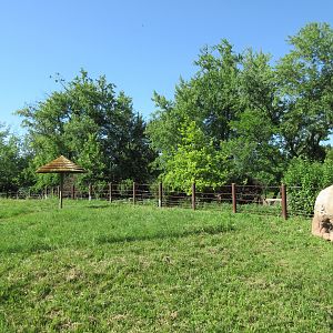 Rare Rhinos of Africa: Black Rhino Exhibit #2
