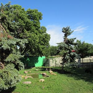 American Black Bear Exhibit