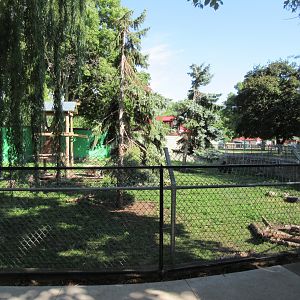 American Black Bear Exhibit