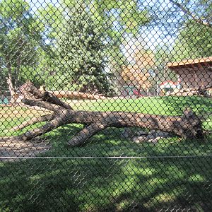 Fortress of the Bears: Grizzlies (New in 2018)