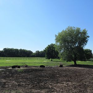 American Bison/Sandhill Crane Exhibit