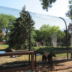 Fortress of the Bears: Grizzlies (New in 2018)