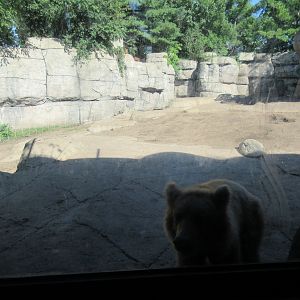 Fortress of the Bears: Grizzlies (older, mock-rock enclosure)