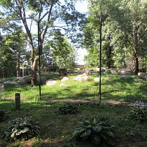 Asian Cats - Amur Tiger Exhibit