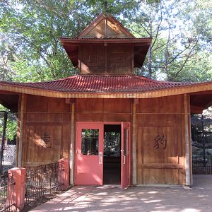 Asian Cats - Amur Tiger + Snow Leopard Viewing Area