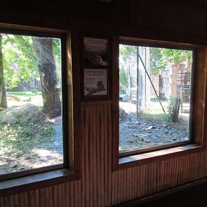 Asian Cats - Amur Tiger Exhibit