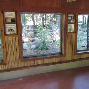 Asian Cats - Snow Leopard Exhibit