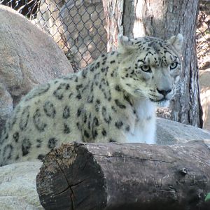 Asian Cats - Snow Leopard