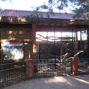 Asian Cats - Pallas' Cat Exhibit