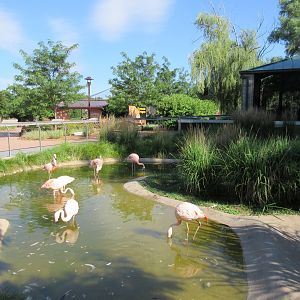 Chilean Flamingo Exhibit