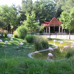 Chilean Flamingo Exhibit + Asian Cats Entrance Gate