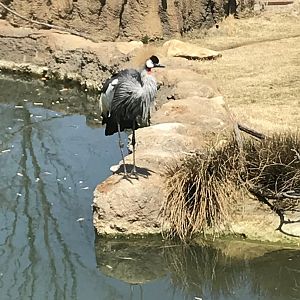 Apr 2018: East African Crowned Crane