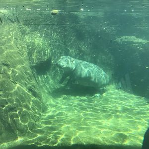 Apr. 2018: Fiona the Hippo