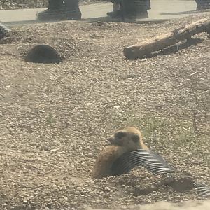 Apr 2018: Meerkat from Glass Viewing Dome