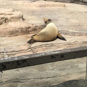 Apr. 2018: Duke the Sea Lion