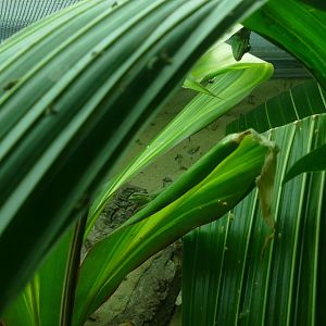 Electric blue geckos, August 2018
