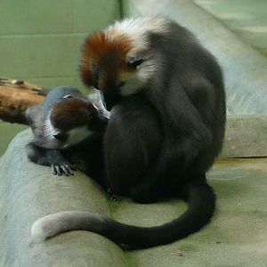 Cherry crowned mangabey mother and daughter, August 2018